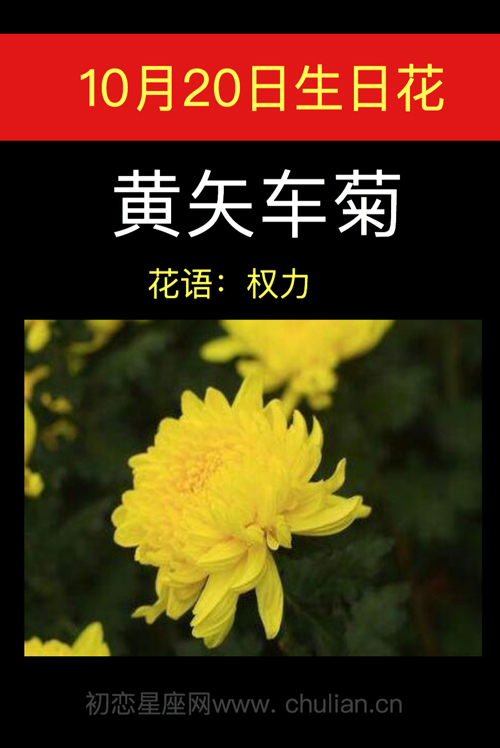 10月20日生日花：黄矢车菊