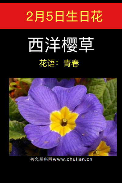 2月5日生日花：西洋樱草