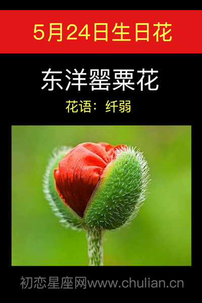 5月24日生日花：东洋罂粟花