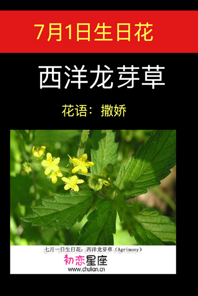 7月1日生日花：西洋龙芽草