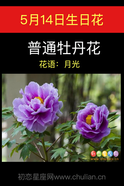 5月14日生日花：普通牡丹花