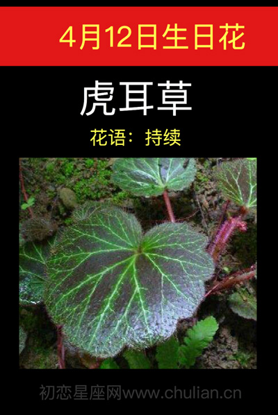 4月12日生日花：虎耳草