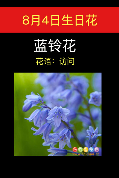 8月4日生日花：蓝铃花