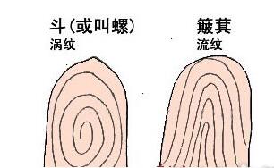 手相算命：手指螺纹一到十意义