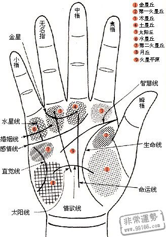 感情线,婚姻线,婚姻,手相