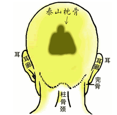 泰山枕骨