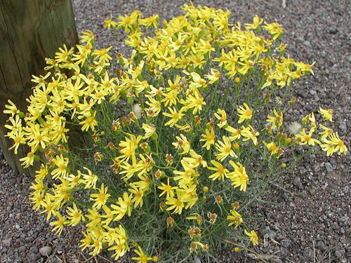 1月2日生日花 - 野滥缕菊