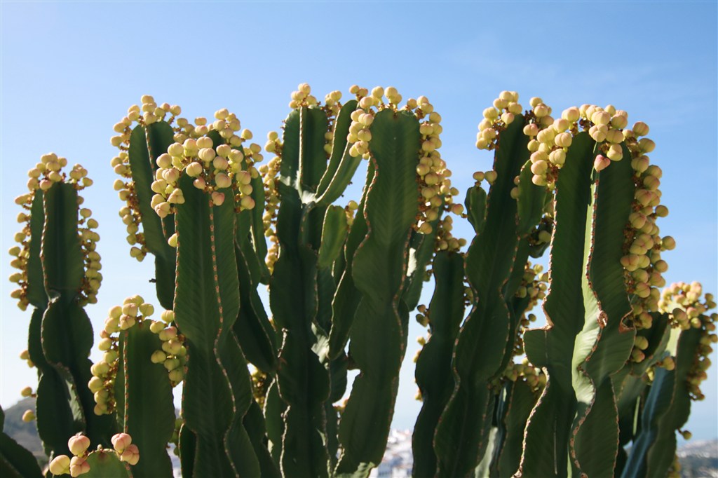 梦见仙人掌开花