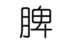 脾字的五行属什么，脾字有几划，脾字的含义