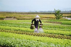 梦见种田、种地