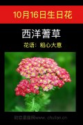 10月16日生日花：西洋蓍草