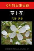 6月19日生日花：萝卜花