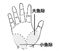 大鱼际位置图及作用