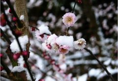 狗年姓师女孩名字大全 属狗师姓女宝宝起名2018