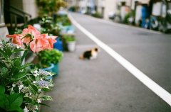 鸡年男宝宝起名技巧 属鸡男孩宜用字