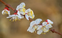 生辰八字起名：2019年3月9号出生的女宝宝适合怎样起名，五行缺什