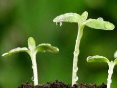 用植物给孩子取名