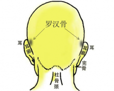 11.罗汉骨