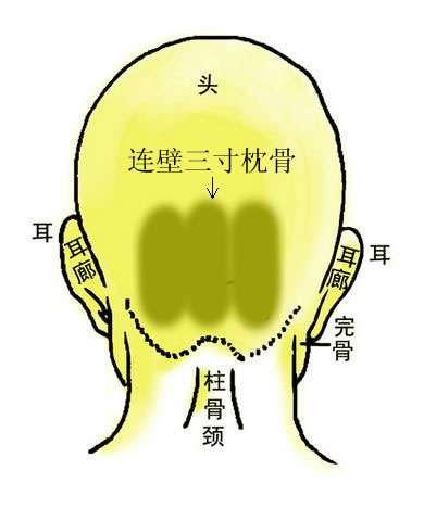 骨相大全——连璧三寸枕骨