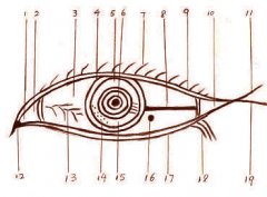 面相大全之眼睛