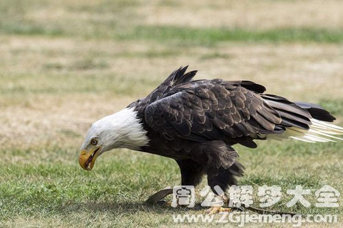 梦见老鹰站在地上