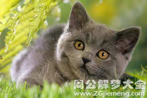 小猫咬我脚