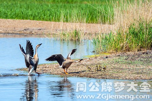 梦见黄鹄在湖边