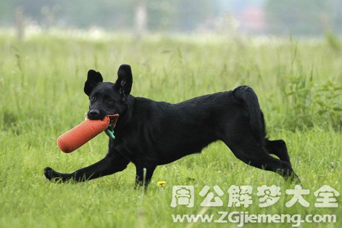 黑狗叫