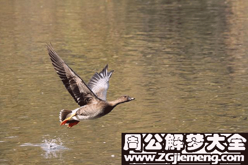 梦见水鸟