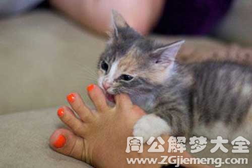 梦见被猫咬了一口