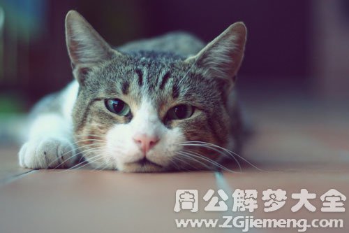 猫快死了