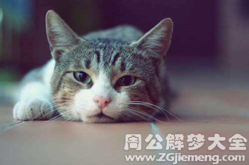 一只猫咬我