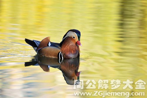 梦见鸳鸯散