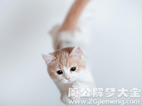 梦见猫扑向自己.jpg