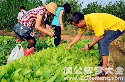 梦见菜地摘菜