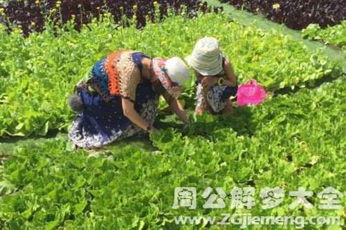 去地里摘菜