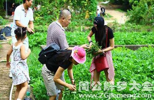 梦见去菜地